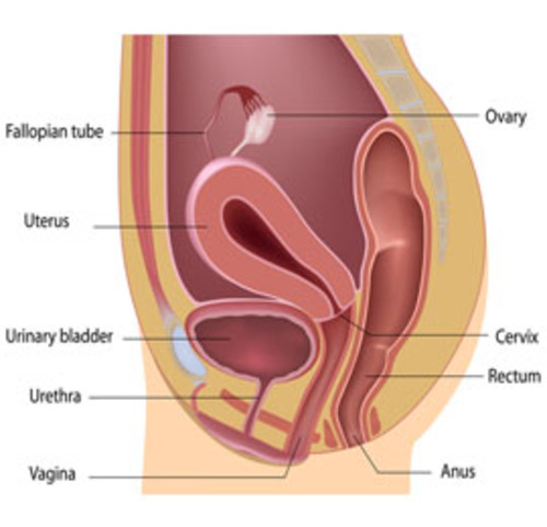 Reconstructive Urology in Shahibaug Ahmedabad  

